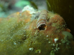 Thylacodes aotearoicus