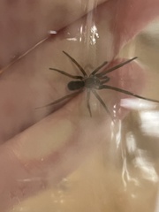 Kukulcania hibernalis