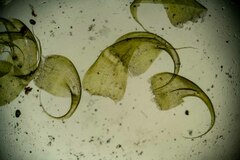 Stereodon subimponens