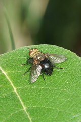 Archytas apicifer