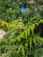 Rhus typhina