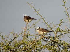 Eurocephalus ruppelli