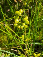 Scheuchzeria palustris