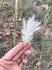 Bothriochloa barbinodis