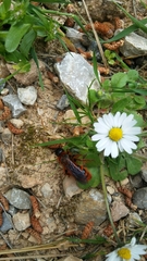Dasyscolia ciliata