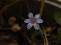 Sisyrinchium scabrum