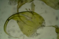 Stereodon subimponens