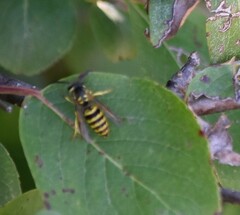 Vespula flavopilosa