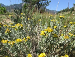 Heterotheca villosa