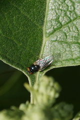 Lonchaeini