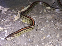 Oligodon octolineatus