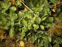 Saxifraga paniculata
