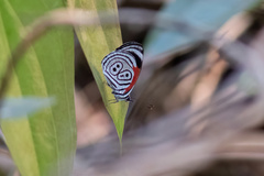 Diaethria clymena