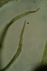 Stereodon subimponens