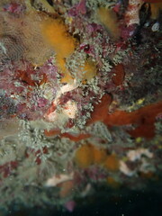 Pseudodistoma novaezelandiae