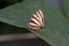 Arawacus separata