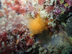 Pseudodistoma novaezelandiae