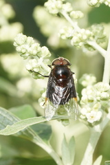 Copestylum violaceum