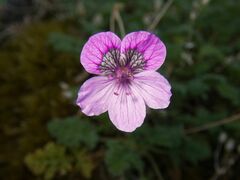 Erodium glandulosum