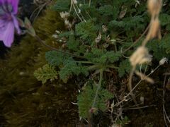 Erodium glandulosum