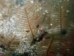 Eatoniella