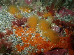 Pseudodistoma novaezelandiae