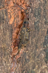 Tityus mattogrossensis