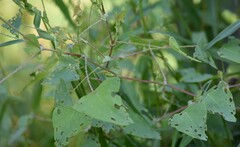Persicaria perfoliata