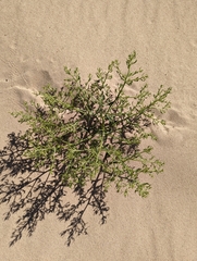 Cycloloma atriplicifolium