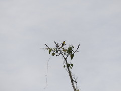 Megarynchus pitangua