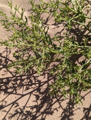 Cycloloma atriplicifolium