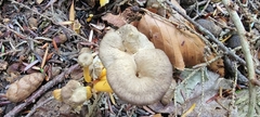 Craterellus tubaeformis