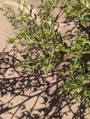 Cycloloma atriplicifolium