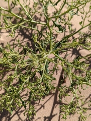 Cycloloma atriplicifolium