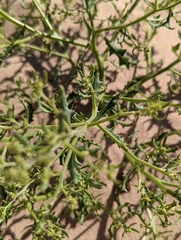 Cycloloma atriplicifolium