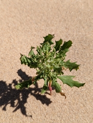 Cycloloma atriplicifolium