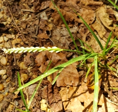 Eleusine indica