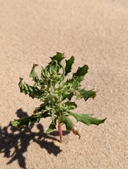 Cycloloma atriplicifolium
