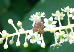 Choreutis nemorana