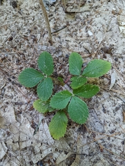 Fragaria