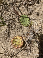 Opuntia cespitosa