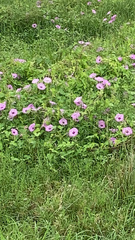 Ipomoea cordatotriloba