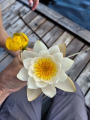 Nuphar lutea
