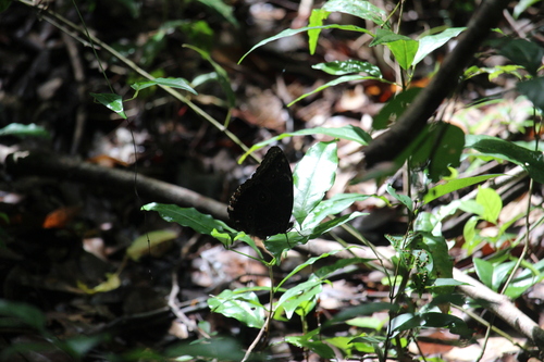 Common Morpho photo 6