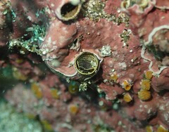 Thylacodes aotearoicus