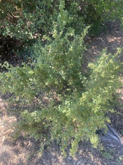 Baccharis pilularis