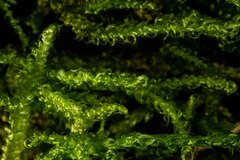 Stereodon subimponens