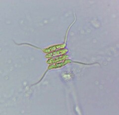Scenedesmaceae