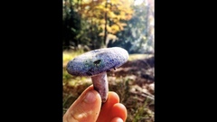 Cortinarius violaceus