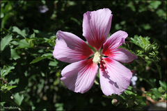 Hibiscus syriacus